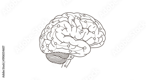 Anatomical illustration of human brain with cerebral hemispheres and brain stem, detailed line art on a clean background '1 (31).eps' style