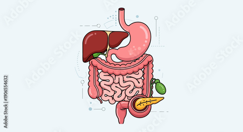 Detailed illustration of human digestive system including liver, stomach, intestines, and pancreas from a front viewpoint