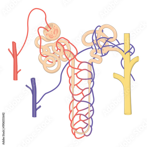 Human Nephron Anatomy Diagram Medical Illustration of Kidney Tubules, Glomerulus and Blood Vessels.