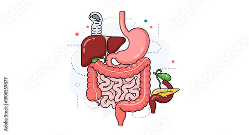 Illustration of Human Digestive System with Stomach, Intestine, Food, and Chili Peppers