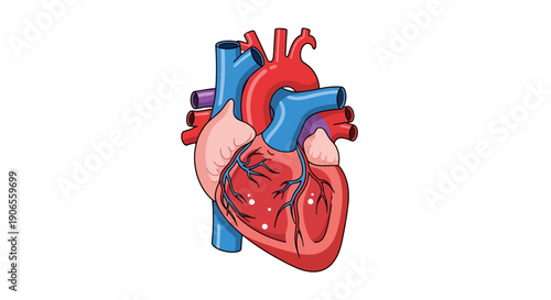 Detailed illustration of human heart anatomy with labeled structures and vibrant colors