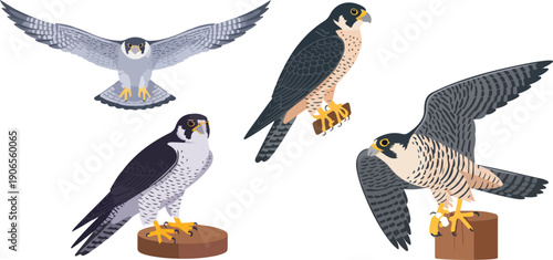 Falcon Bird Vector Illustration Set  Flying & Perched Raptor Poses