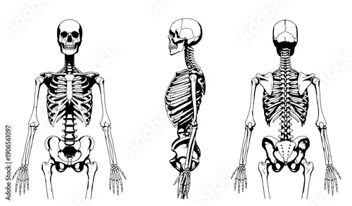 Human skeleton anatomy front side back views medical 3D vector illustration