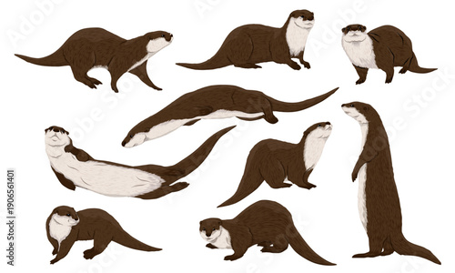 Eurasian otter Lutra lutra set. River common otters sitting, running, and swimming. Realistic vector animal