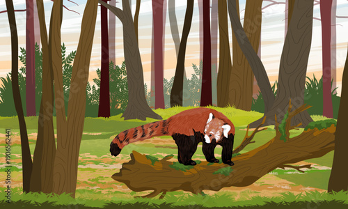 A red panda walks along a tree log in the forest. Lesser panda from the eastern Himalayas and southwestern China. Realistic vector landscape.