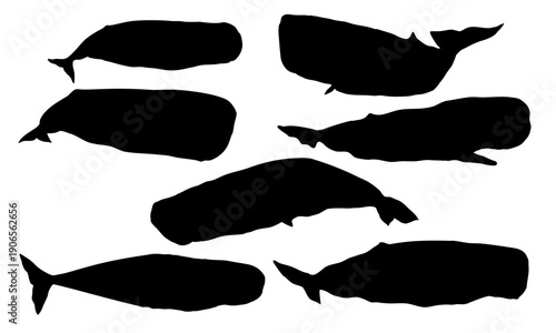 Sperm whale or cachalot silhouette set. Realistic vector animal