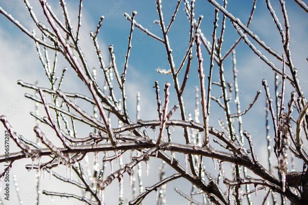 Fototapeta premium Tree branches covered in thick ice after freezing rain, winter storm aftermath