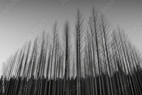 Abstract Black and White Forest Landscape with Vertical Motion Blur