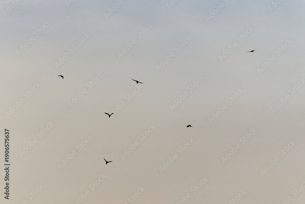 custom made wallpaper toronto digitalBirds flying across a pale evening sky