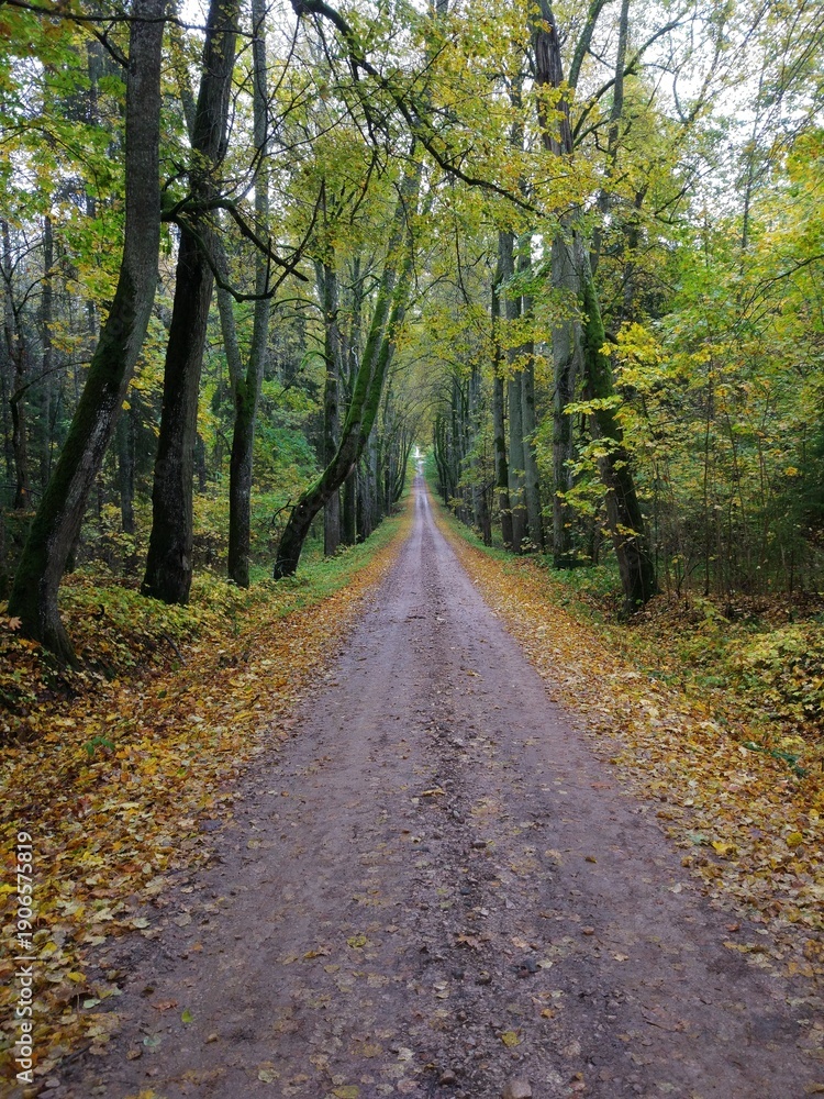 Fototapeta premium road in the woods