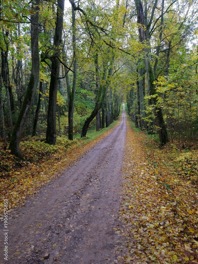 Obraz premium road in the forest