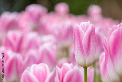 ピンクのチューリップの畑のクローズアップ