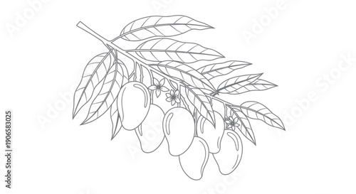 Mango Branch with Fruits and Flowers, Line Art Illustration
