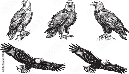 Vintage hand drawn eagle illustration collection with standing and flying poses detailed black white engraving vector art