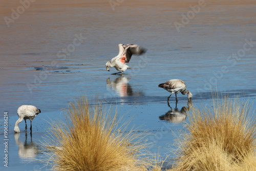 Wallpaper Mural Flamingos in the lagoon of the Bolivian highlands Torontodigital.ca