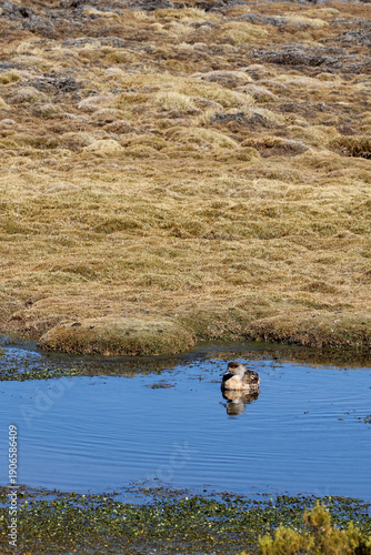 Wallpaper Mural Crested duck in Lauca National Park, Chile Torontodigital.ca