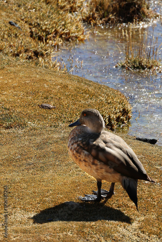 Wallpaper Mural Crested duck in Lauca National Park, Chile Torontodigital.ca
