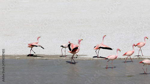 Wallpaper Mural Flamingos in the lagoon of the Bolivian highlands Torontodigital.ca