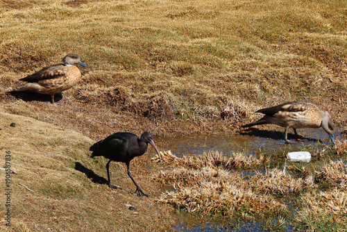 Wallpaper Mural Ibises and crested ducks in Lauca National Park, Chile Torontodigital.ca