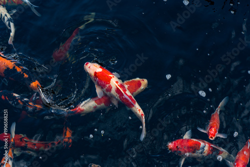 Cuadro en lienzo Koi swimming in a water garden,fancy carp fish,koi fishes,Koi Fish swim in pond