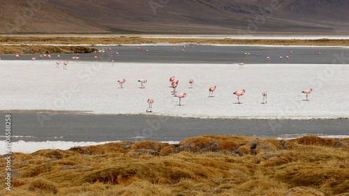 Wallpaper Mural Flamingos in the lagoon of the Bolivian highlands Torontodigital.ca