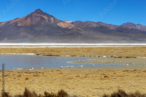 Wallpaper Mural Flamingos in the lagoon of the Bolivian highlands Torontodigital.ca
