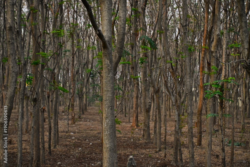 Obraz premium Dense forest scene with tall, slender trees lining a narrow path.