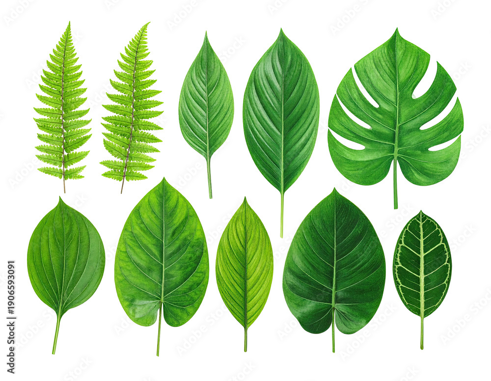 Fototapeta premium Assortment of vibrant, detailed botanical leaves on a stark black background