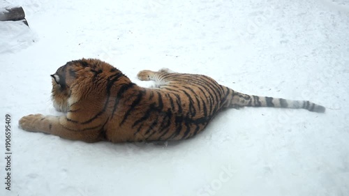 Tiger Observes Winter Snow in a National Park While Lying in the Cold on a Snowy Landscape