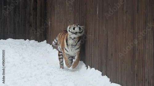 Tiger Walks Through Snow in Reserve During Winter Months, Showing Its Stripes and Wild Nature in Cold Weather