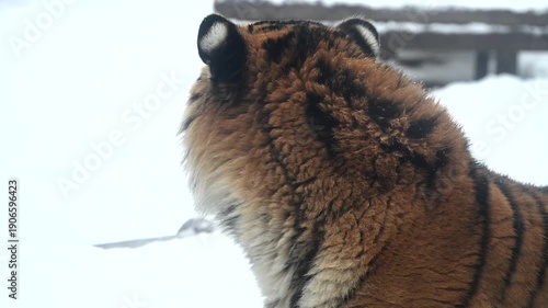 Exploring a Tiger in Winter Snow at a Wildlife Reserve in a National Park