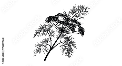 Detailed botanical illustration of dill plant with delicate foliage