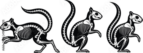 Squirrel skeleton illustration set, rodent anatomy silhouettes with bones, gothic wildlife bones, spooky skeletal squirrel art for Halloween and biology design projects