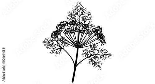 Detailed black and white illustration of a dill plant with feathery foliage