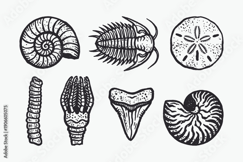 Vintage Hand-Drawn Collection of Prehistoric Fossils and Ancient Marine Relics
