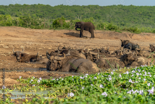 Photography A group of African Buffalo (Syncerus caffer) taking a mud bath