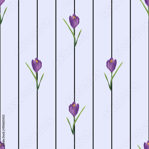 Seamless pattern with spring flowers, crocus, on blue background, black stripe