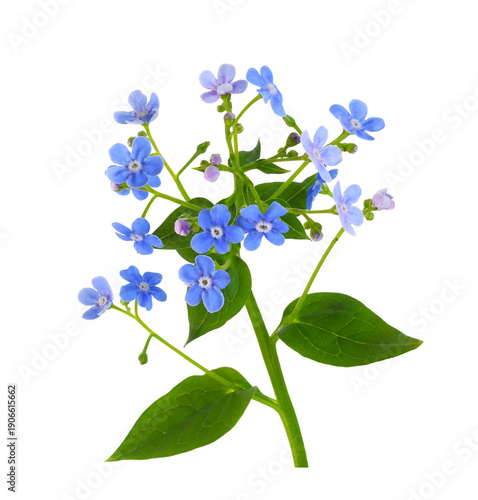 Beautiful sprig of blue forget-me-not (Brunnera) flowers isolated on white or transparent background