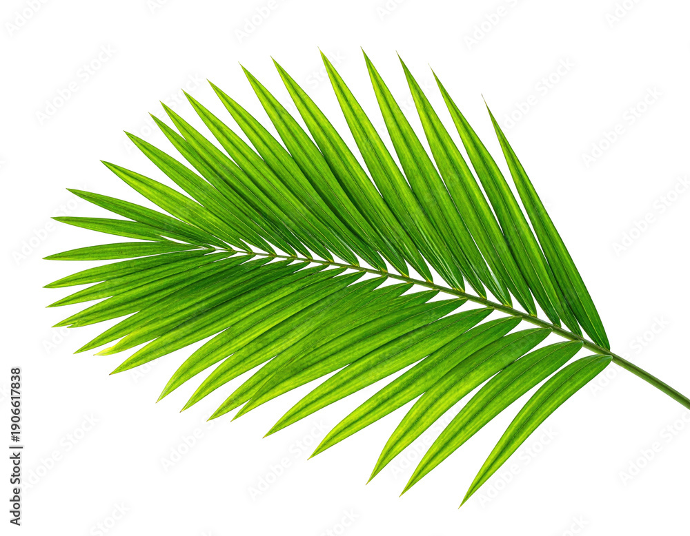 Fototapeta premium Close-up of a vibrant green palm frond with detailed texture and sharp edges, isolated on black