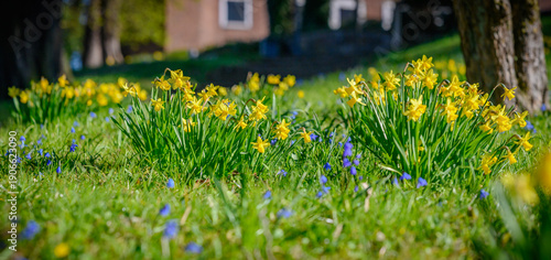 Blooming daffodils and blue scilla in sunny spring park. Close-up of yellow daffodils blooming in green park lawn on sunny spring day, surrounded by delicate blue spring flowers squill (Scilla).