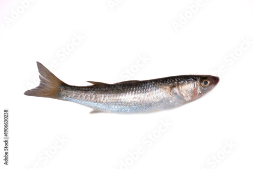 Foto A yearling mullet, probably a golden mullet (Liza aurata)