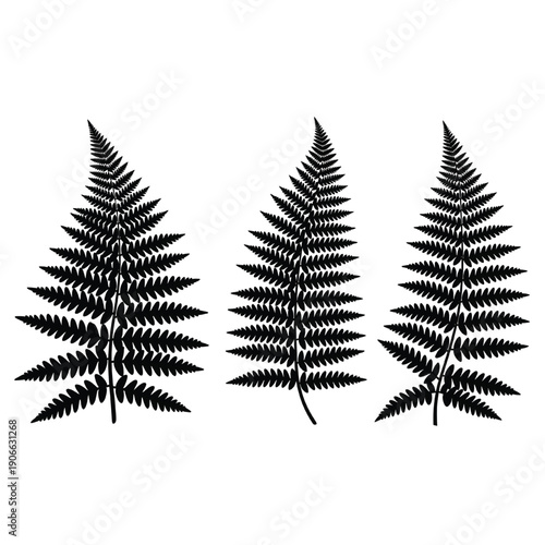 Three black fern silhouettes against a plain background from a direct viewpoint showing leafy details