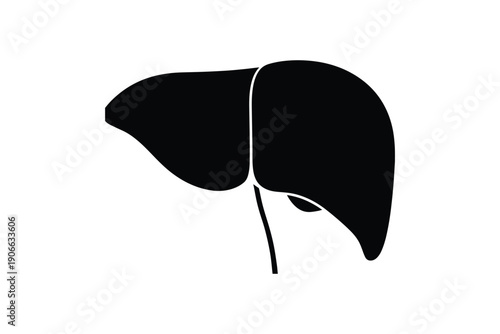 Human liver organ on white background, internal anatomy, digestive system, biology medical concept