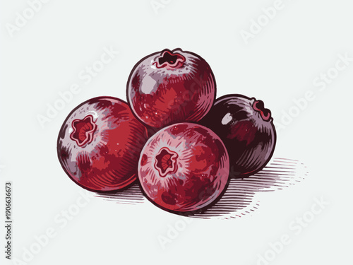 Bunch of ripe cranberries in detailed hand-drawn engraving style on white background, representing organic fruit and vintage food concept
