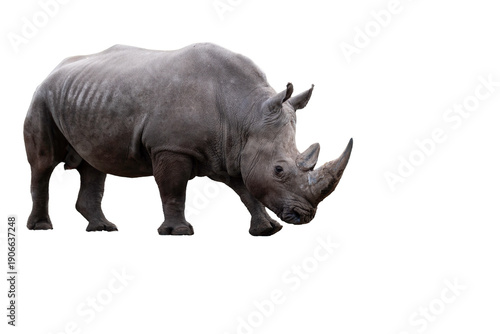 Bold Black Rhino Stands Proud on a Deep Black Background, Majestic Wildlife Portrait