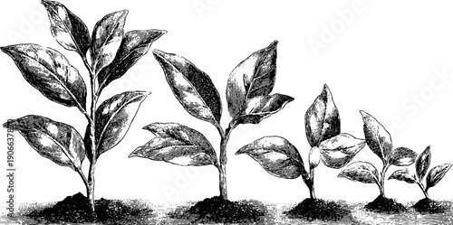 Vintage botanical illustration of gentle plant transformation for design