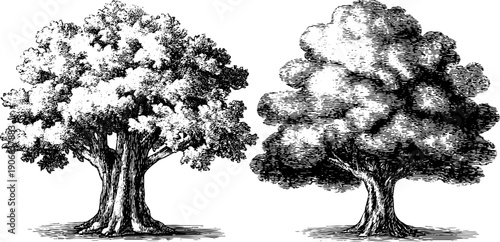 Timeless botanical elegance: vintage tree engraving for design and decor