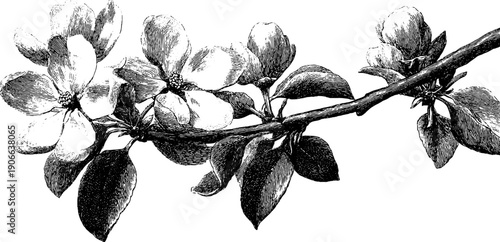 Vintage botanical illustration of blossoming branches in april - nature cycle concept for spring design