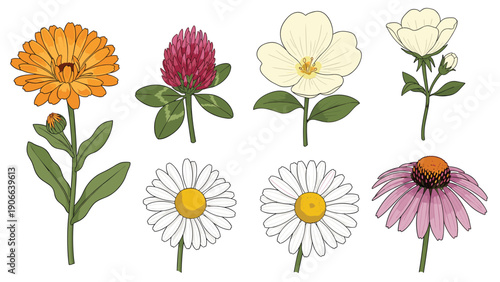 Beautiful collection of various wild flowers and herbs including daisy clover and calendula for nature studies.