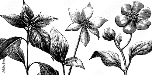 Vintage botanical engraving of architectural floral elements for design and decoration